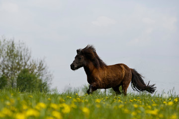 Shettygalopp in Blumen