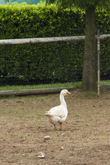 goose in he farm
