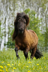 Shettygalopp in Blumenwiese