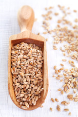 Wheat grain on white wooden table