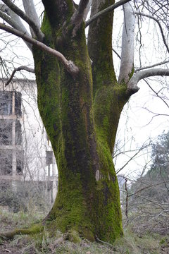 yosunlu ağa&ccedil;