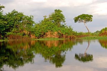 Amazon rainforest, Expedition down the river near Manaus, Brazil