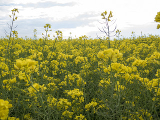 Fototapeta premium A field of yellow flowers with the sky