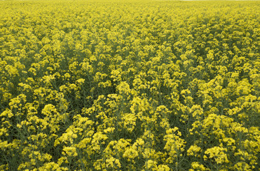 Obraz premium Field of yellow flowers close up