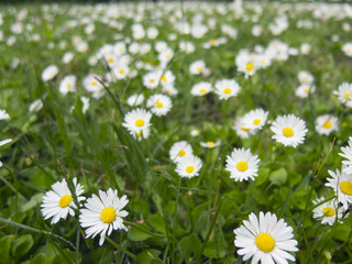 meadow with daisies in the spring