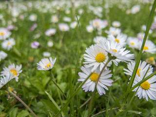 Daisies in a green, park, morning