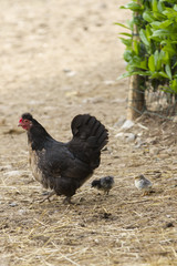 hen with chicks