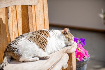 可愛い猫