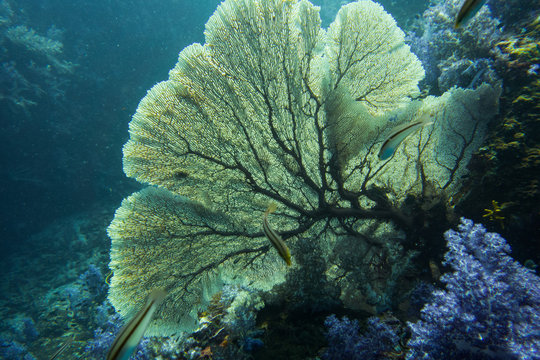 Underwater photography of gorgon
