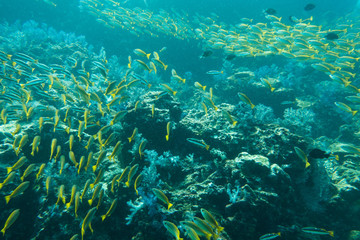Naklejka na ściany i meble Underwater photography of a shoal of fish swimming
