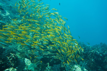 Naklejka na ściany i meble Underwater photography of a shoal of fish