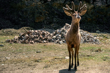 Curious Young Elk ( Wapiti ) in Spring Velvet