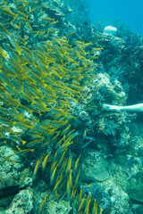 Underwater photography of a shoal of fish