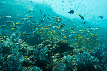 Naklejka premium Underwater photography of a shoal of fish