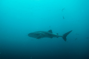 Fototapeta premium Whale shark