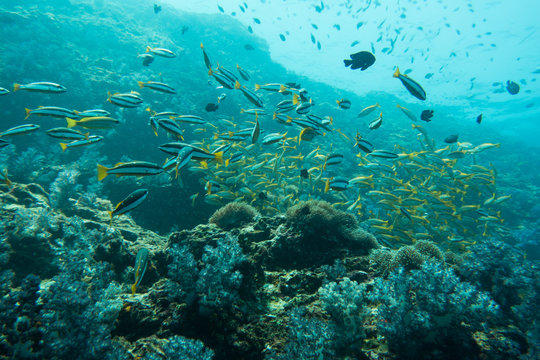 Underwater photography of a shoal of fish