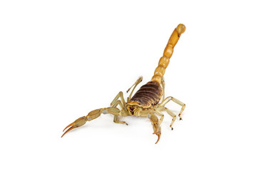 Giant Desert Hairy Scorpion walking forward with tail up