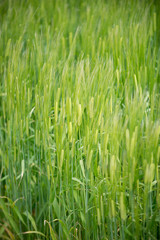 Fototapeta premium ムギ