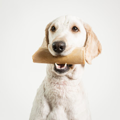 Dog with Bone
