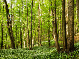 Fototapeta na wymiar Fresh green Spring Forest in Franconia, Germany
