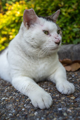 リラックスするのらねこ