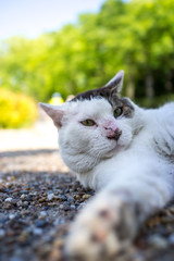 リラックスするのらねこ