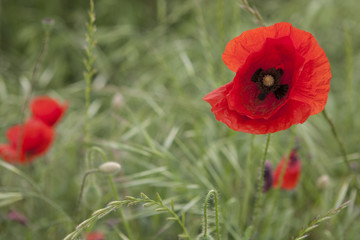 poppies in the garden