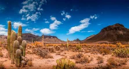 Wandaufkleber Wüstenlandschaft von Arizona © jon manjeot