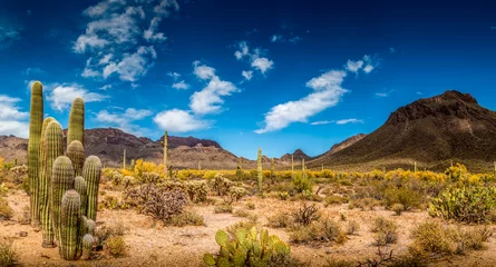 Fototapete Sandige Wüste Wüstenlandschaft von Arizona