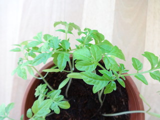 Tomato Plants in a Flower Pot