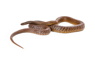 Obraz premium Inland Taipan Snake Coiled Up