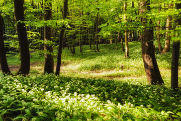 Fresh green Spring Forest in Franconia, Germany