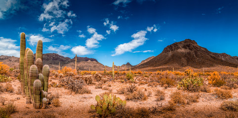 Woestijn Ladscape van Arizona