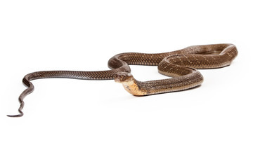 King Cobra Snake Laying on White