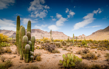 Arizona Desert Ladscape - obrazy, fototapety, plakaty