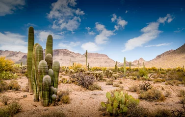 Abwaschbare Fototapete Dürre Wüstenlandschaft von Arizona