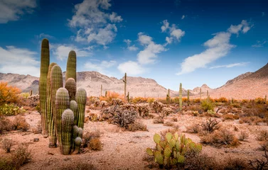 Outdoor-Kissen Wüstenlandschaft von Arizona © jon manjeot