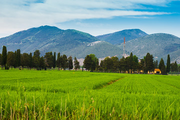 Campi prati colline, Paesaggio di campagna Toscana, agricoltura