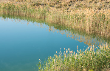 Reeds