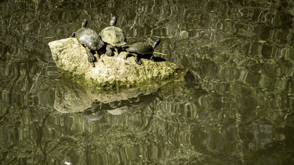 Turtles in the son on a hot day
