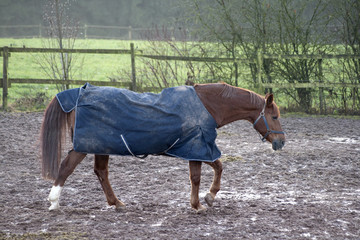 Pferd mit Regendecke bei schlechtem Wetter als Schutz