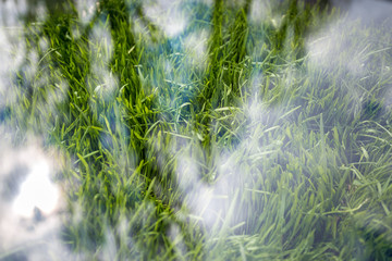 Closeup of fresh green grass covered by piece of glass