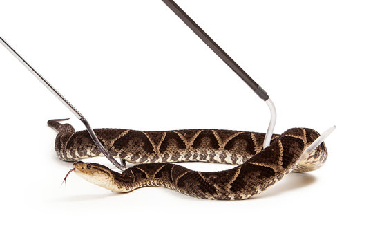 Terciopelo Pit Viper Snake Being Picked Up