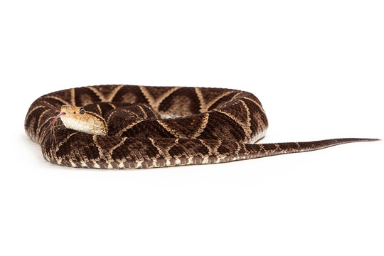 Terciopelo Pit Viper Snake Coiled Up