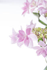 満開のあじさい