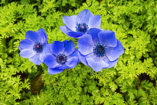 Blue Anemone Coronaria