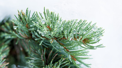 Reflection in dew drops on a green pine tree