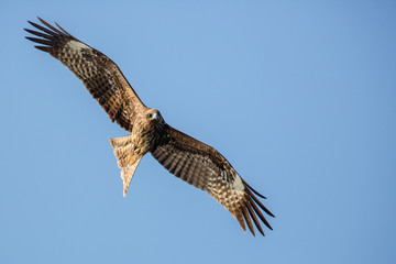 Black Kite flying in blue sky