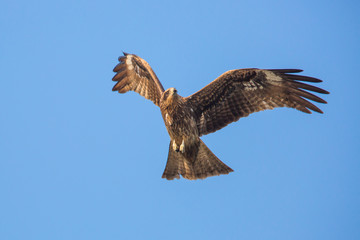 Black Kite flying in blue sky