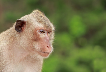 Close up Monkey face